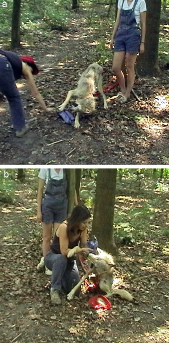 Illustration for article titled A fascinating difference between pet dogs and tame wolves